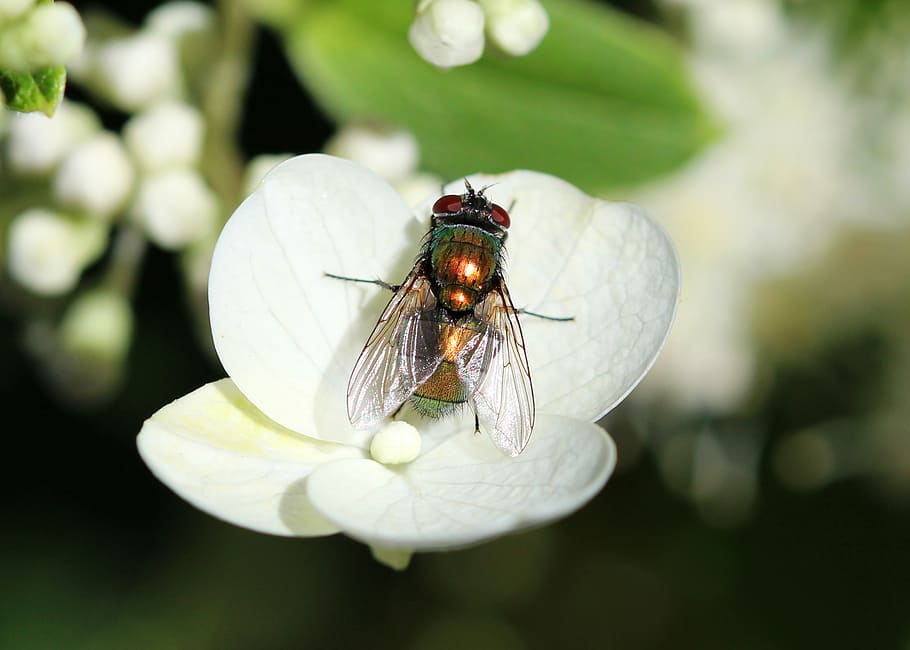 fly, insect, bug, nature, garden, macro, pest, wings, invertebrate HD wallpaper