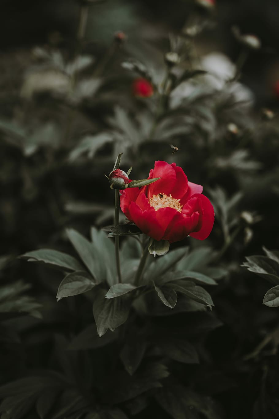 red flower selective focus photography, red petaled flower bloom during daytime HD wallpaper