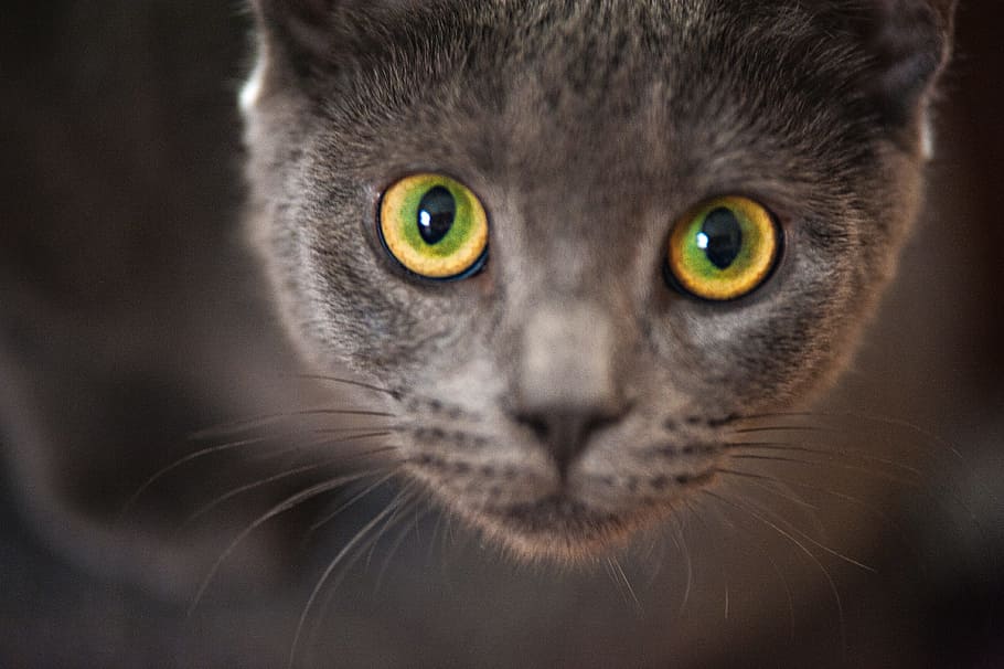 Gray, Cat, Kitten, Portrait, Whiskers, grey, kitty, pet, domestic HD wallpaper
