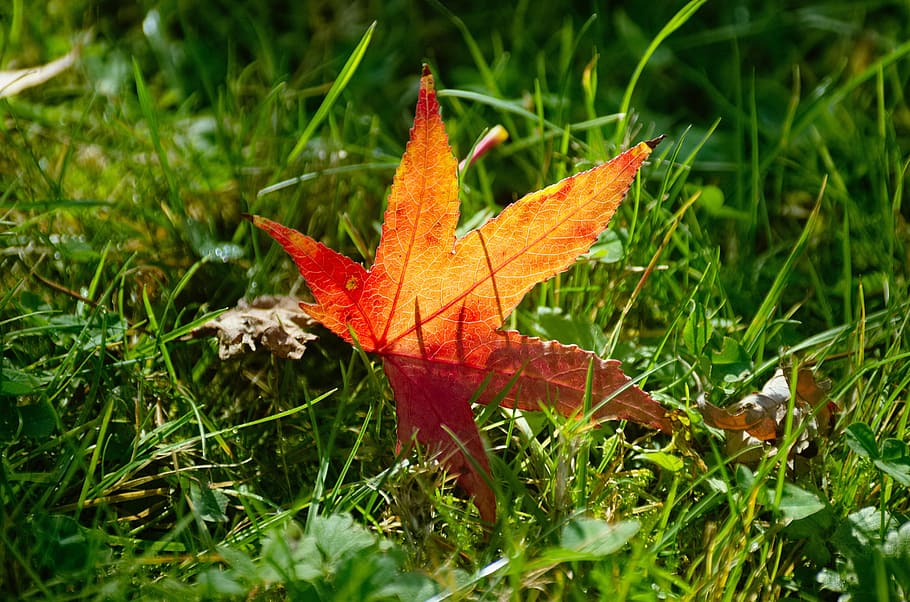 leaf, autumn leaf, red, meadow, colorful, plant, grass, plant part HD wallpaper