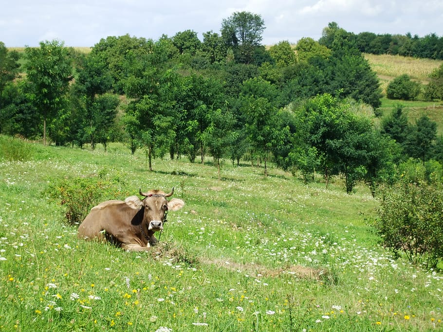 Cow, Cattle, Beef, Meadow, Rural, one animal, animal themes HD wallpaper