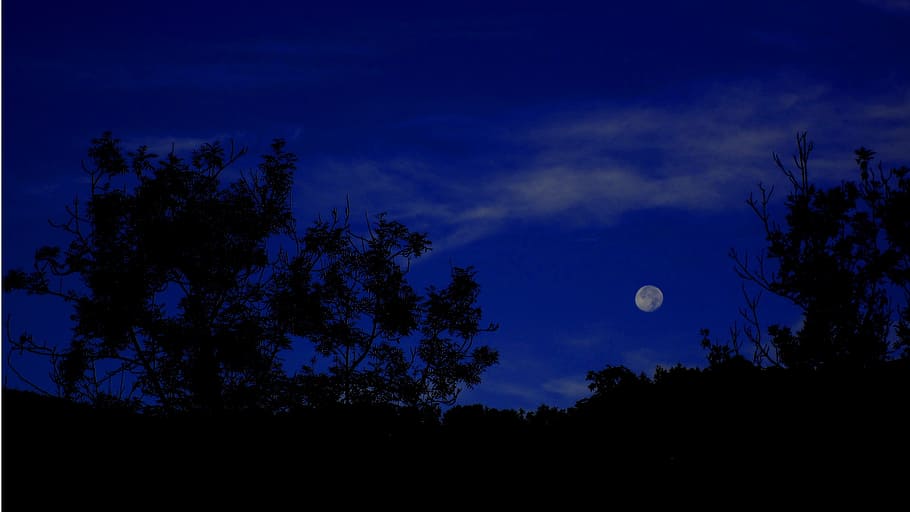 full moon, dark blue, sky, silhouette, white, cloud, tree, evening HD wallpaper