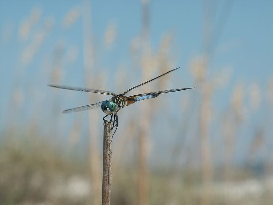 dragonfly, insect, macro, wildlife, nature, close up, bug, wings HD wallpaper