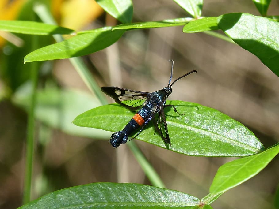 Winged Insect, Orange, Black, leaf, green color, animal themes HD wallpaper