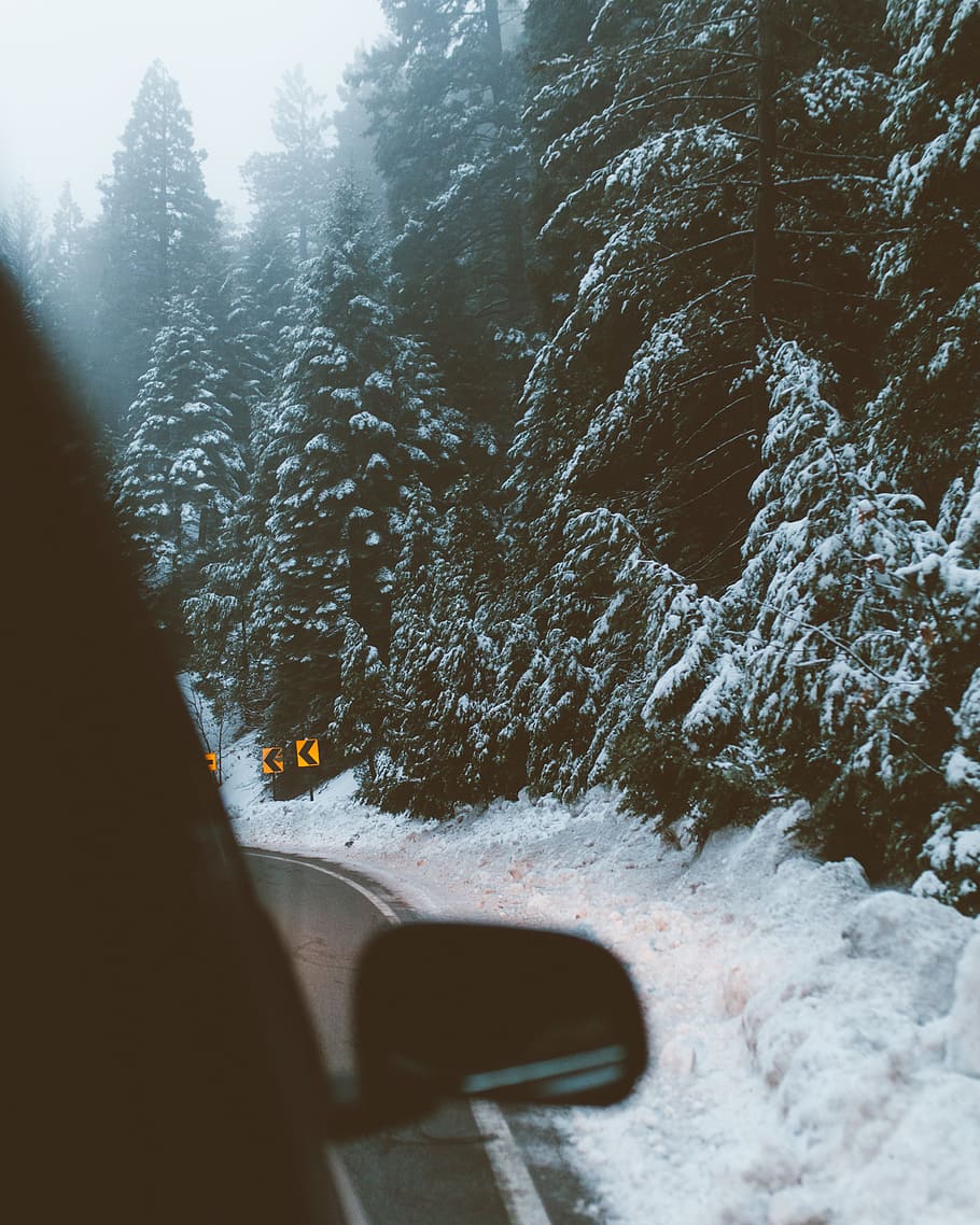 snow, winter, white, cold, weather, ice, trees, plants, nature HD wallpaper
