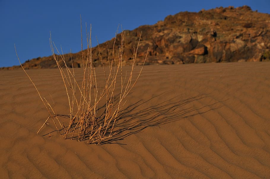 dried twigs on desert near rock formation, dry, sand, arid, hill, HD wallpaper