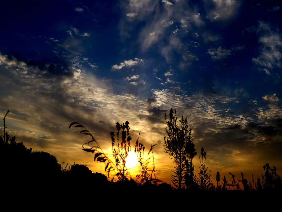 East, Flower, Cloud, Sun, Plants, silhouette, sunset, dramatic sky HD wallpaper