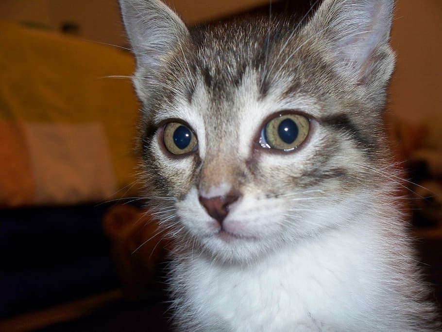 cat, cute cat, cat face, animal, cat's eyes, animals, pet, grey HD wallpaper
