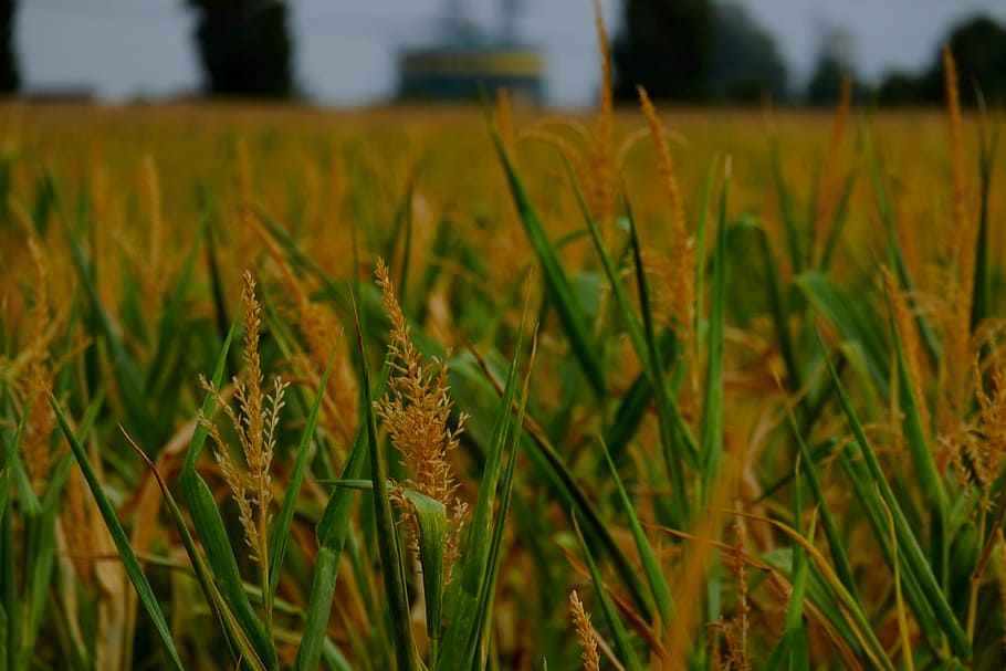 corn plant, agriculture, cornfield, nature, corn on the cob, HD wallpaper