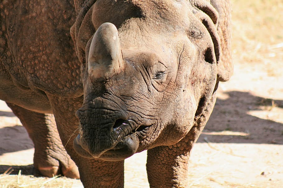 Rhino, Africa, Big Game, Pachyderm, animal, zoo, rhinoceros, HD wallpaper