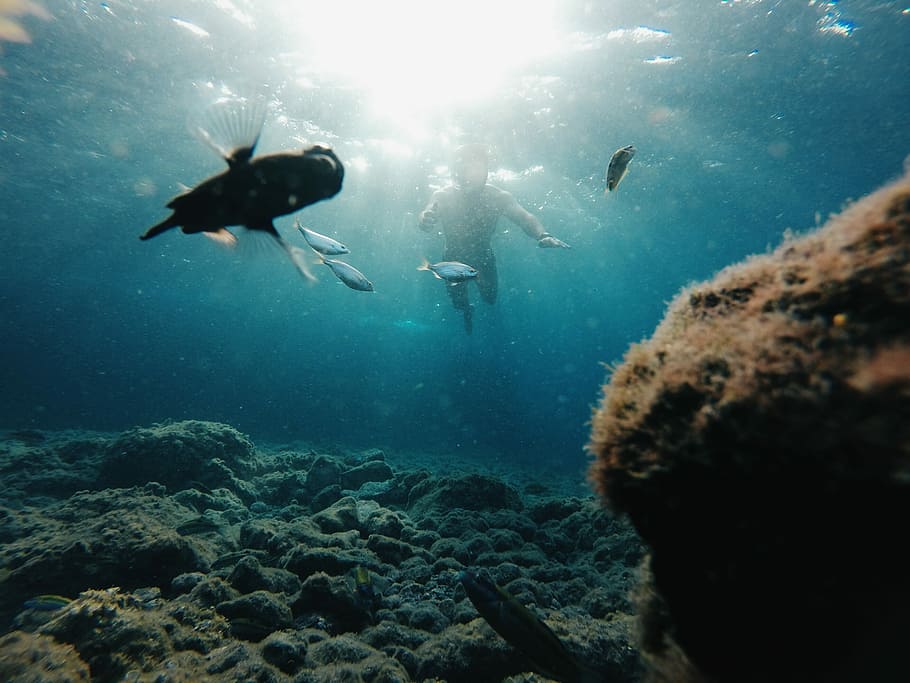 man diving undewater, person diving underwater near fishes, swimmer HD wallpaper