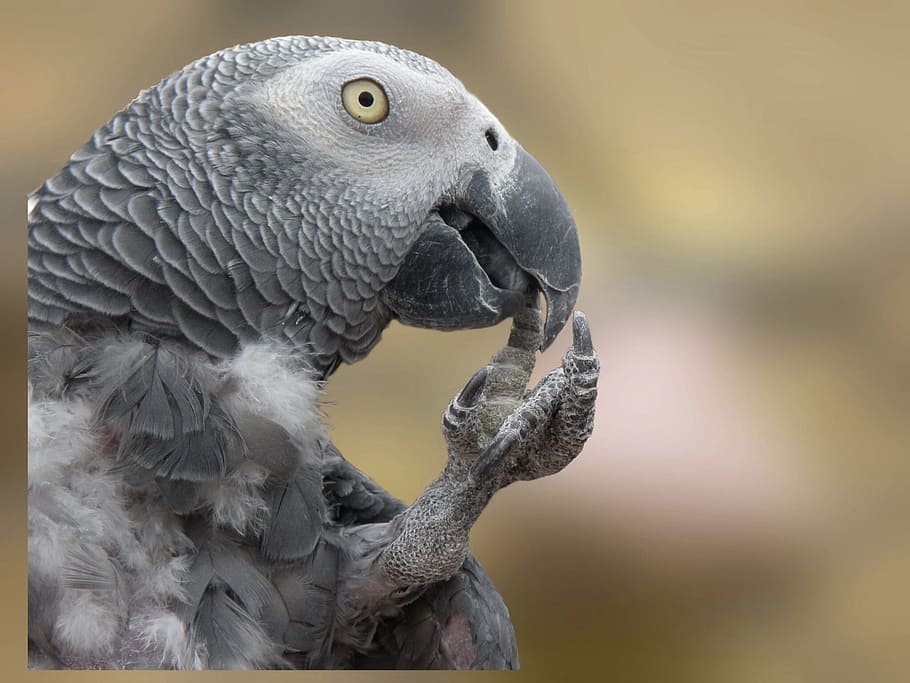 gray parrot, bird, pet, fly, wings, feather, wildlife, beak HD wallpaper
