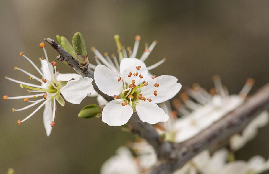 blossom, bloom, spring, nature, spring blossoms, full bloom HD wallpaper
