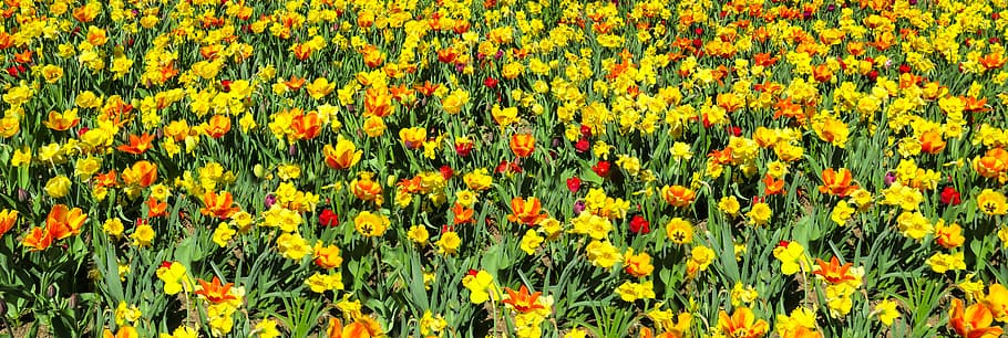yellow petaled flower, plant, spring, tulips, daffodils, osterglocken, HD wallpaper