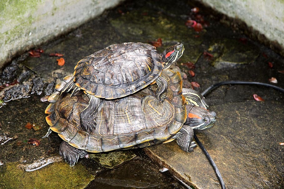 turtle, trachemys scripta, the red-eared terrapins, nature HD wallpaper