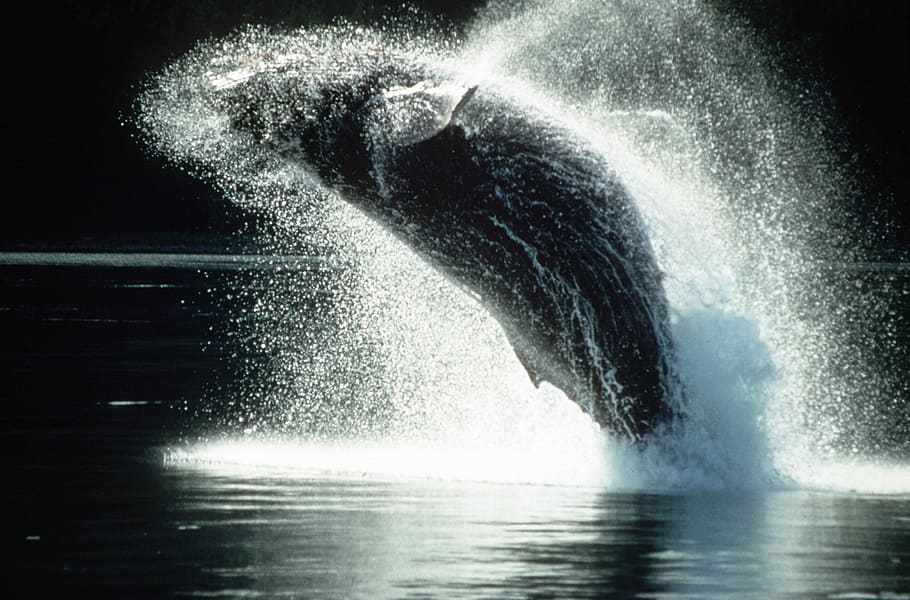 black sea creature jumping out of water, humpback whale, breaching