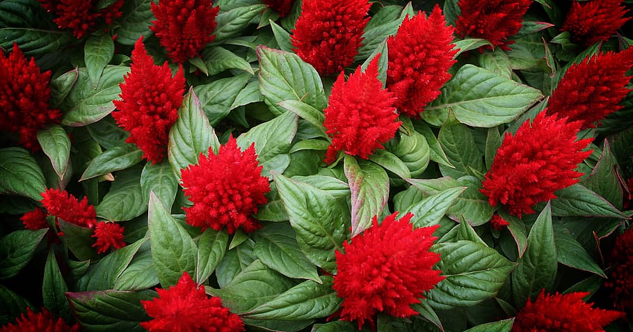 Cockscomb, Flowers, Nature, red, abstract, green color, freshness HD wallpaper