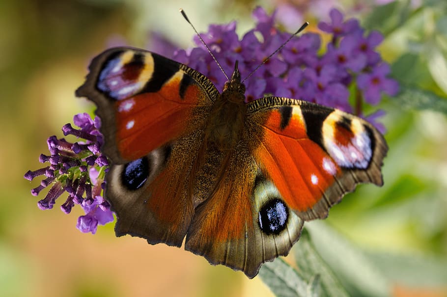 Peacock, Butterfly, Macro, edelfalter, insect, one animal, butterfly - insect HD wallpaper