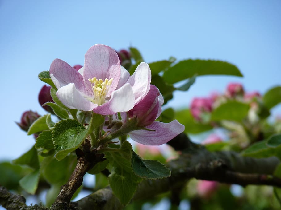 blossom, bloom, apple, spring, apple blossom, apple tree, nature HD wallpaper