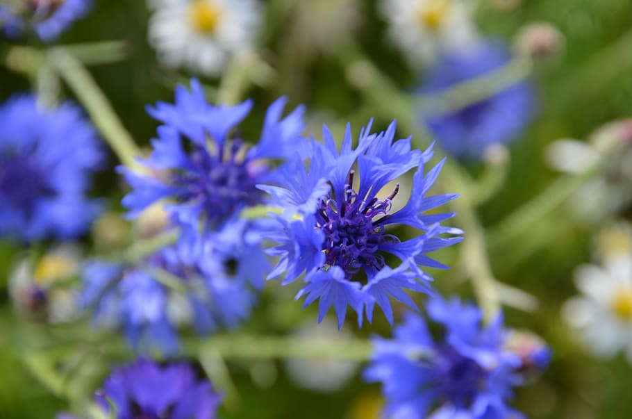 blue, flowers, meadow, spring, summer, macro, flowering plant HD wallpaper