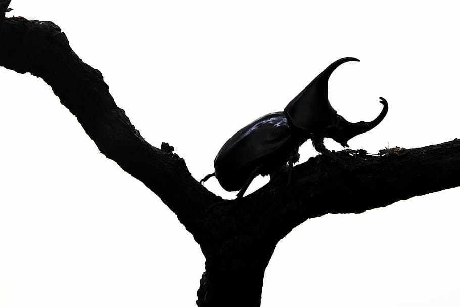 Rhino Beetle Sketch Art Print
