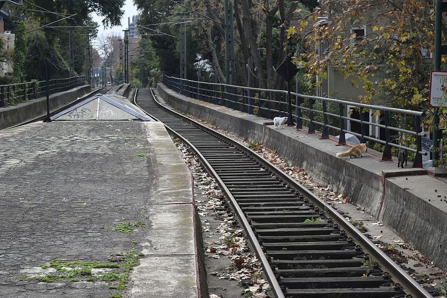 rails, train, railroad, landscape, track, rail transportation HD wallpaper