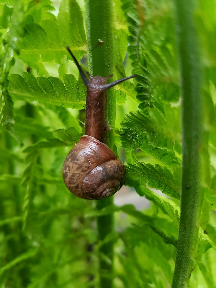 snail, fern, spring, green color, mollusk, gastropod, invertebrate HD wallpaper
