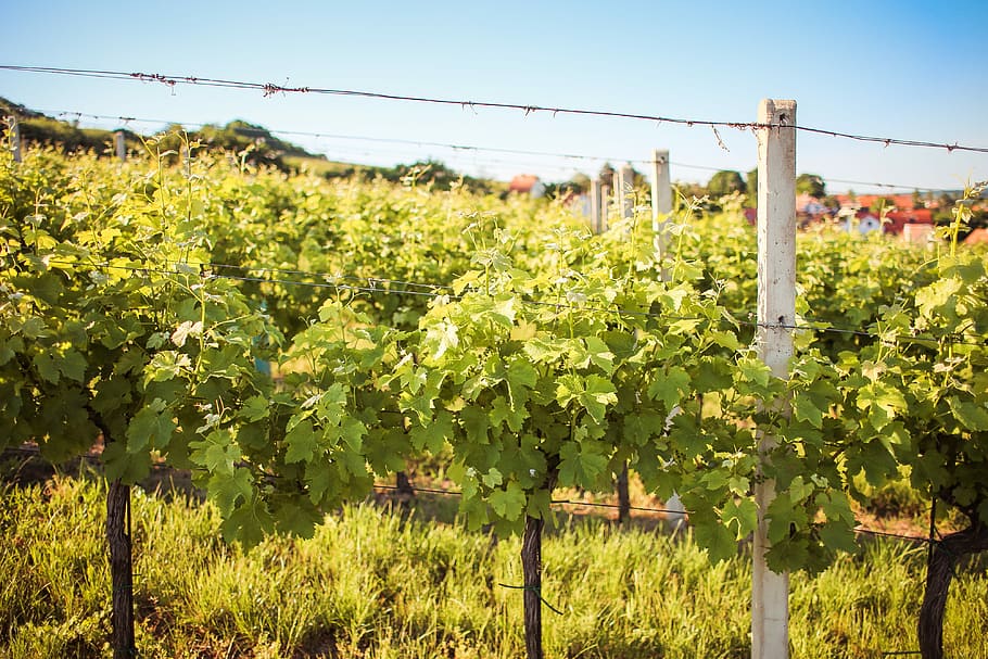 Rows of Young Grape Vines, czech republic, grapevine, vineyard, HD wallpaper