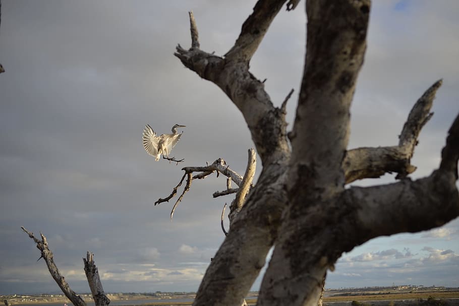 nature, bird, animal, branches, feathers, plumage, tree, wildlife HD wallpaper