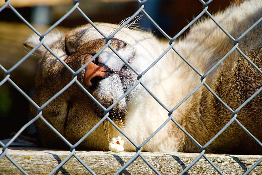 nature, animals, cat, puma, grid, zoo, sleeping, dormant, popcorn HD wallpaper