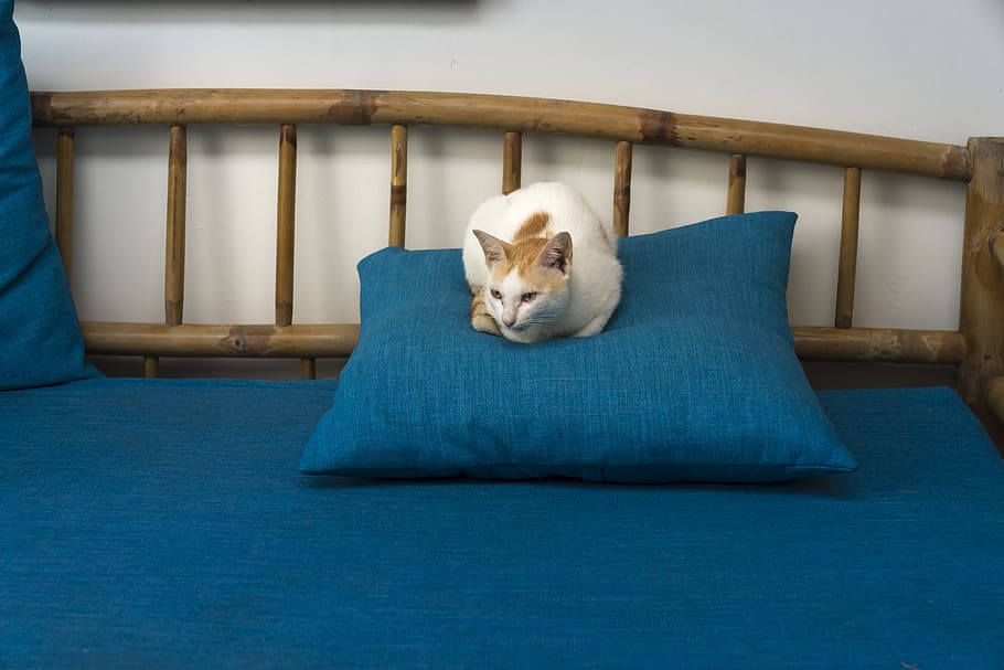 pillow, background, page, cute, located, tre, animal, room HD wallpaper