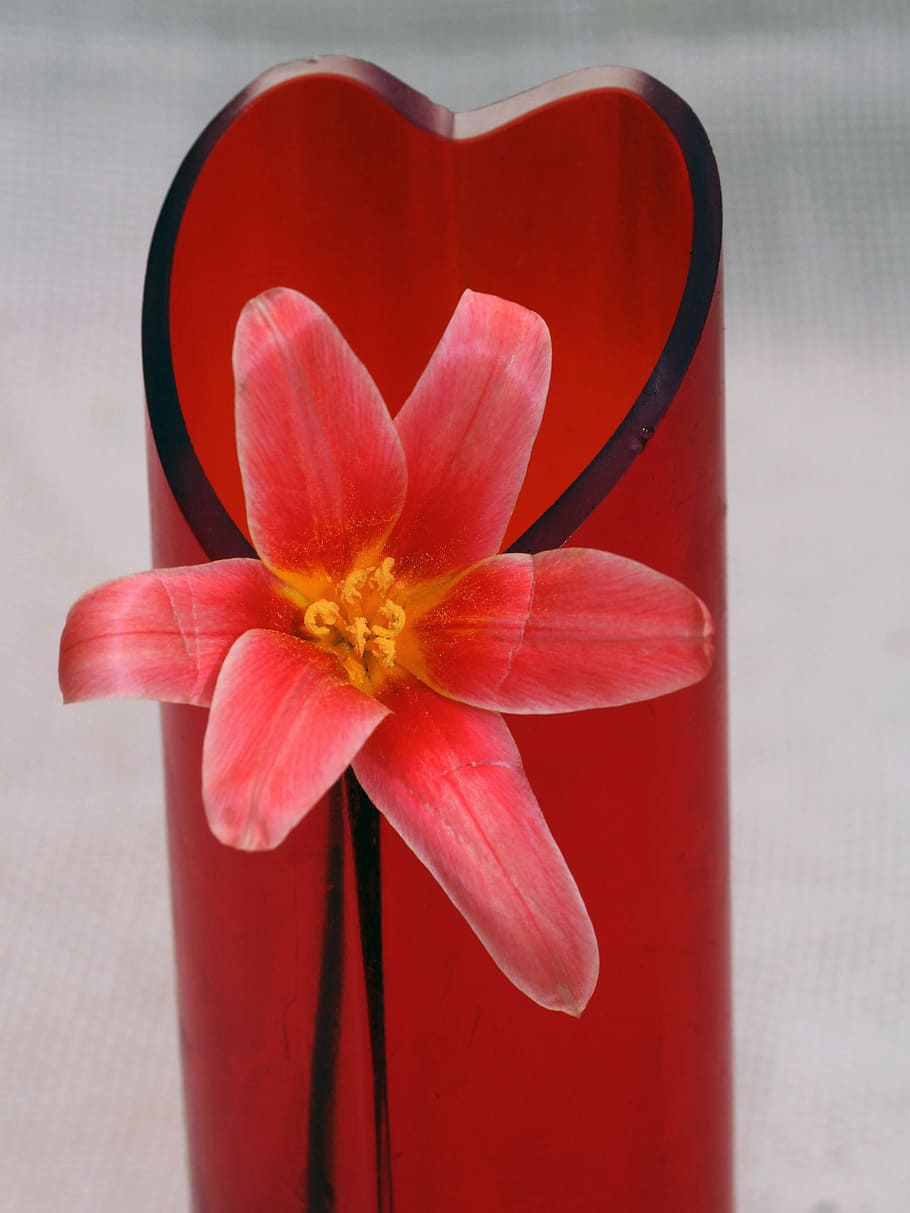 tulip, macro, flower vase, spring, red, close, petal, flowering plant HD wallpaper
