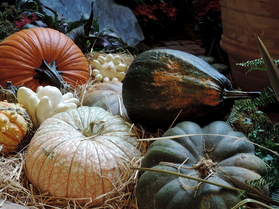 pumpkin patch, fall harvest, autumn, ripe, orange, halloween HD wallpaper