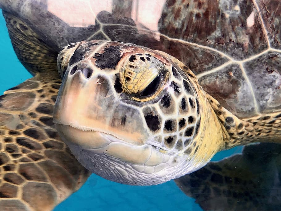 close-up photo of brown and black sea turtle, closeup photo of turtle HD wallpaper