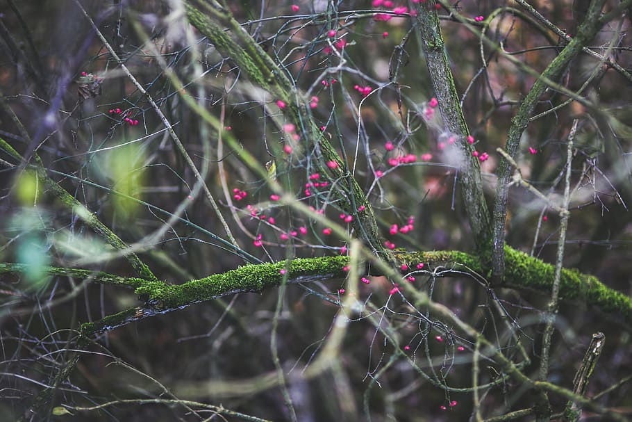 nature, green, pink, red, woods, forest, plant, fragility, spider web HD wallpaper