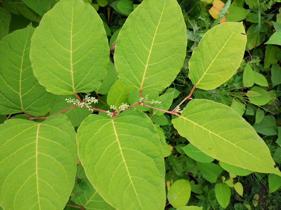 leaves, green, nature, plant part, leaf, green color, growth HD wallpaper