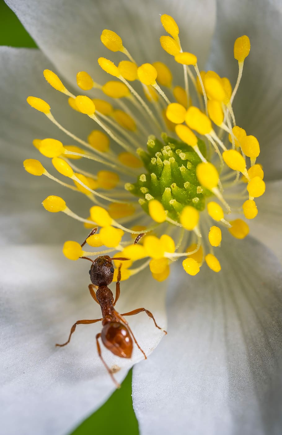 insect, macro, red ant, flower, flowering plant, one animal HD wallpaper