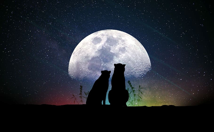 silhouette photography of animals, moon, astronomy, space, planet, HD wallpaper