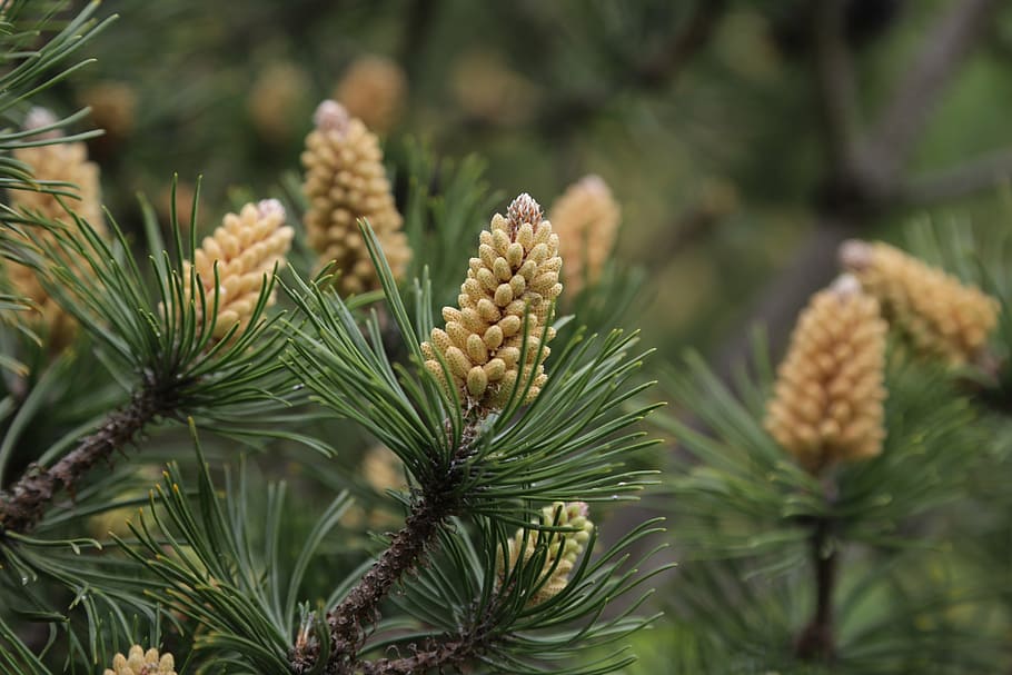 pine, blossom, bloom, conifer, pine greenhouse, close, thriving pine, HD wallpaper