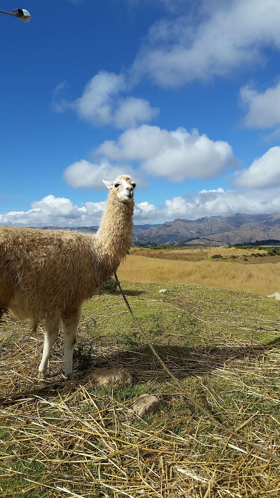 Alpaca, Peru, Llama, Wool, Andes, Animal, america, peruvian HD wallpaper
