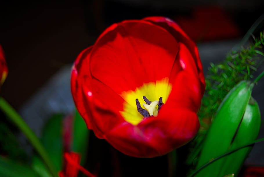 nature, flower, tulip, leaf, garden, flora, bright, color, decoration HD wallpaper