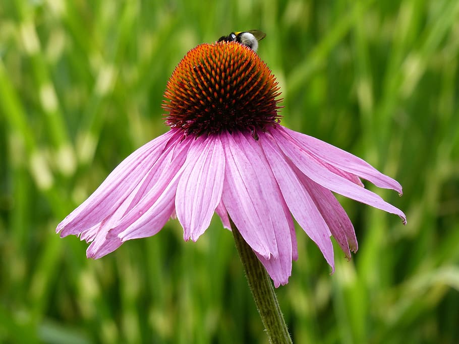 sun hat, flower, bee, colors, petal, green, summer, garden HD wallpaper