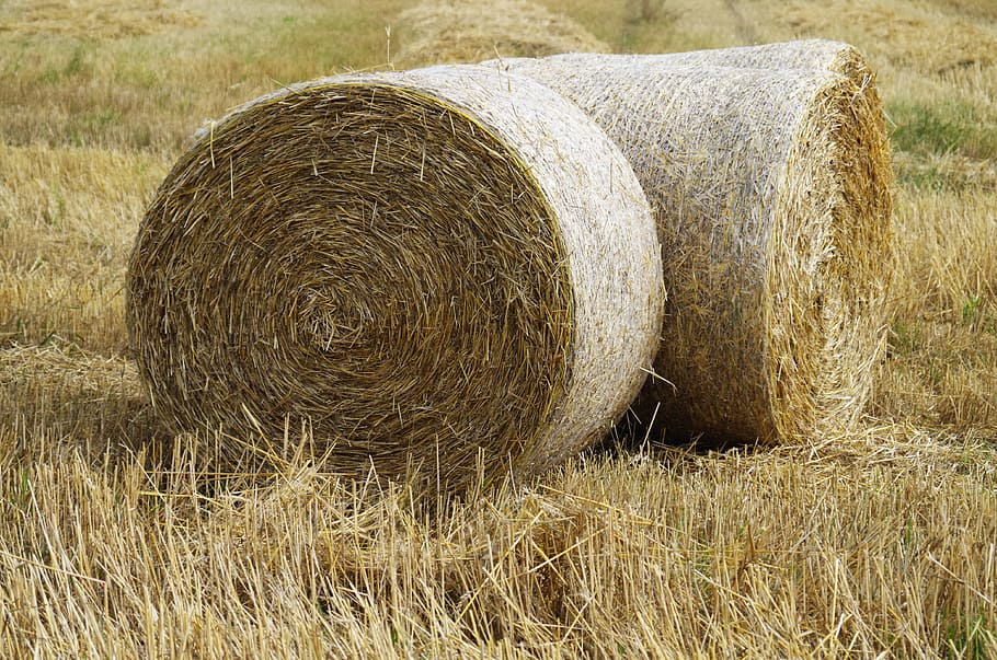 hay, straw, disc, field, harvest, bale, agriculture, plant HD wallpaper