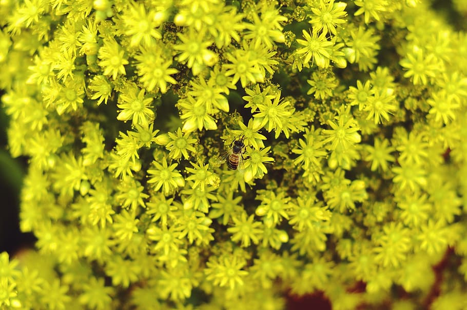 yellow, green, flower, bee, nature, petals, pollen, blossoms HD wallpaper