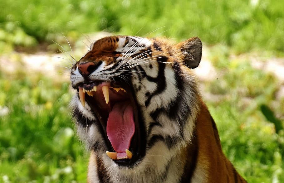 Tiger, Nature, Jungle, Aggression, animal, artwork, asia, bengal HD wallpaper