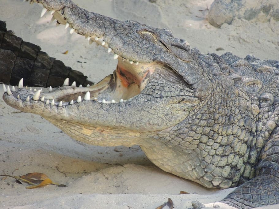 Crocodile, Teeth, Predator, Reptile, animal, alligator, wildlife HD wallpaper