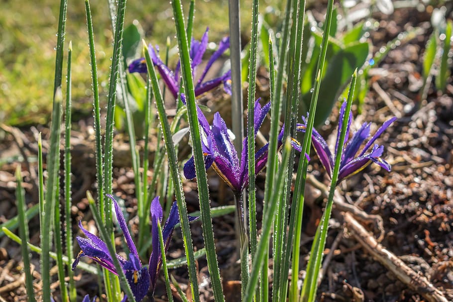 Iris, Flowers, Spring, purple, nature, growth, beauty in nature HD wallpaper