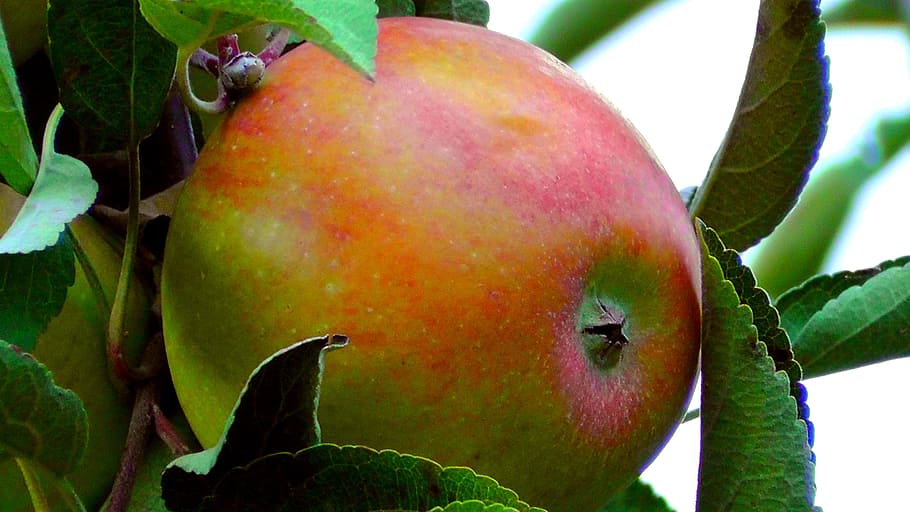 apple, fruit, apple tree, harvest, food, healthy, agriculture HD wallpaper