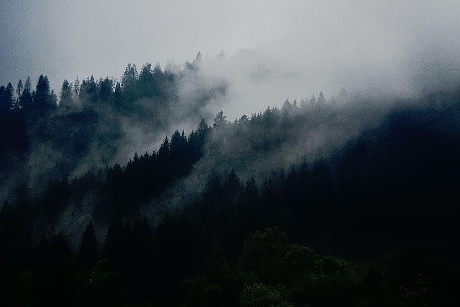 photo of pine trees covered with fog, nature, forest, woods HD wallpaper