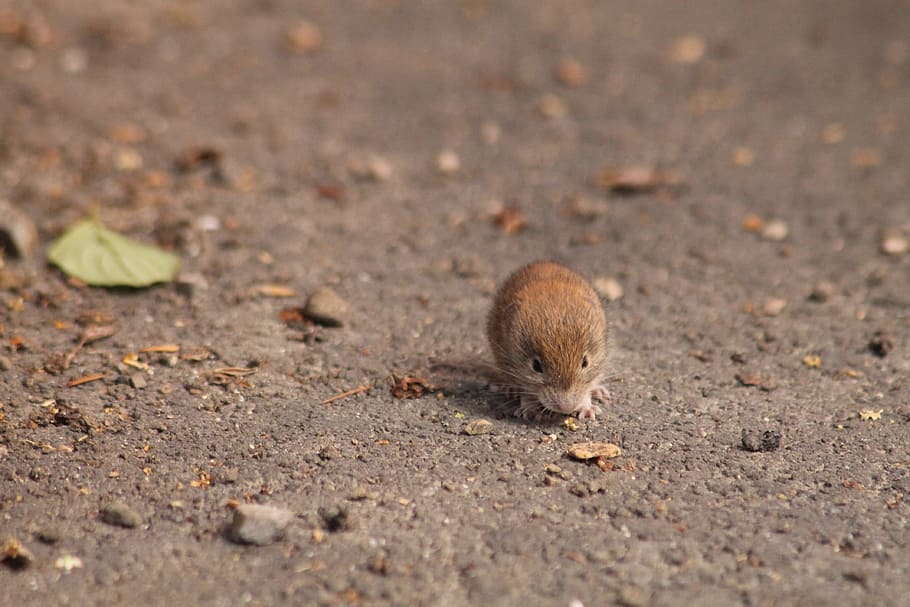 Field Mouse, Animal, one animal, animal themes, animals in the wild HD wallpaper